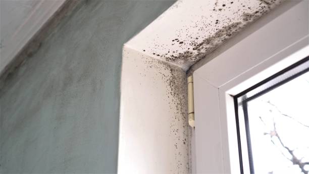 Forensic Mold Investigation in Meridian Hills, IN