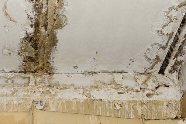 Best Crawl Space Mold Remediation  in Meridian Hills, IN