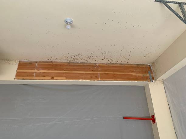 Best Forensic Mold Investigation  in Meridian Hills, IN