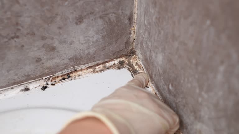 Best Industrial Mold Remediation  in Meridian Hills, IN